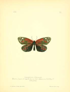 Image of Campylotes atkinsoni Moore 1879