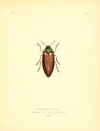 Image of Sternocera syriaca Saunders 1874
