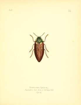 Image of Sternocera syriaca Saunders 1874