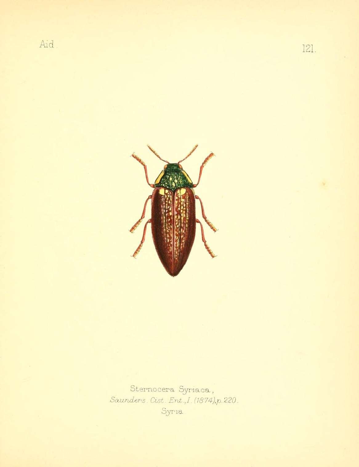 Imagem de Sternocera syriaca Saunders 1874