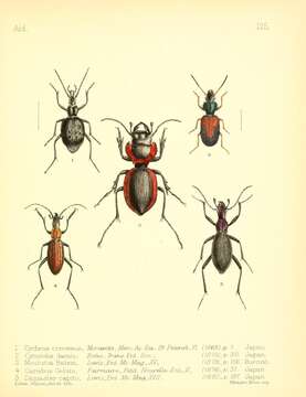 Imagem de Cychrus caraboides (Linnaeus 1758)