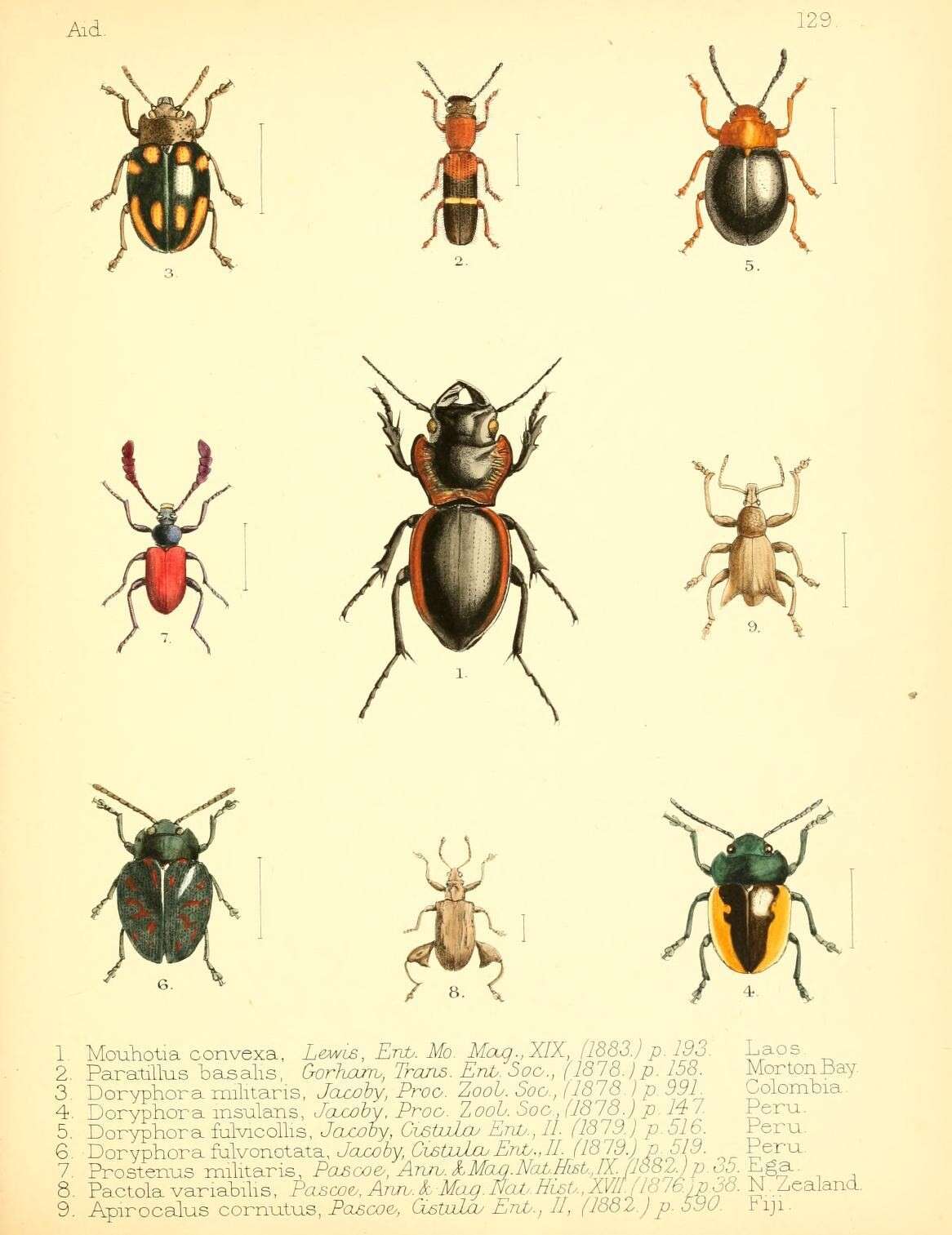 Image of Pactola variabilis Pascoe 1876