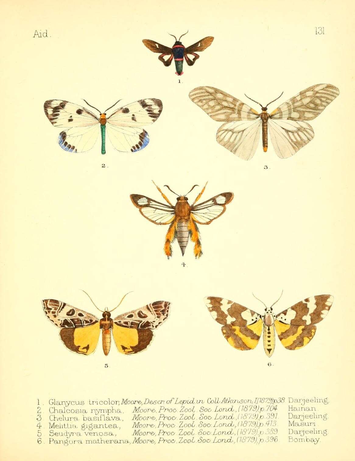Image of Chalcosia nympha Moore 1878