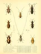 Image of Pachyura rubicunda Broun & T. 1880