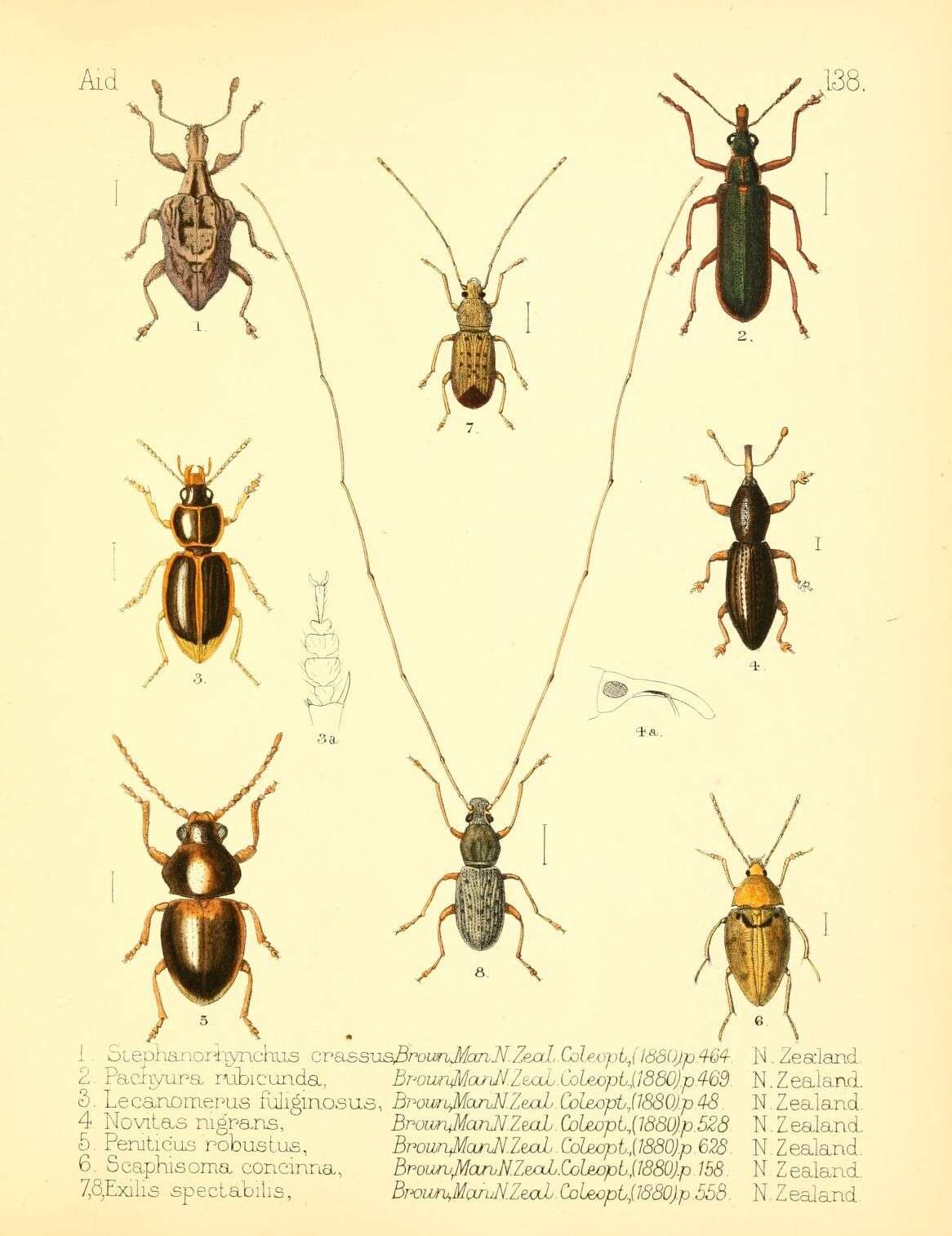 Image of Pachyura rubicunda Broun & T. 1880