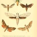 Image of Cephonodes trochilus (Guérin-Méneville 1843)