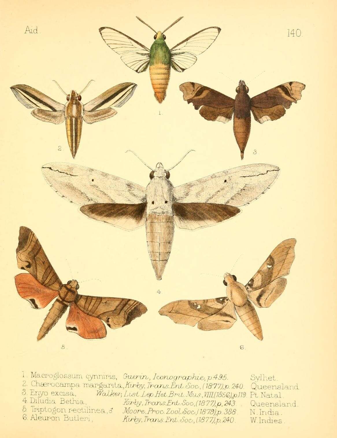 Image de Cephonodes trochilus (Guérin-Méneville 1843)