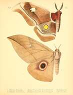 Image of Bunaea aslauga Kirby 1877