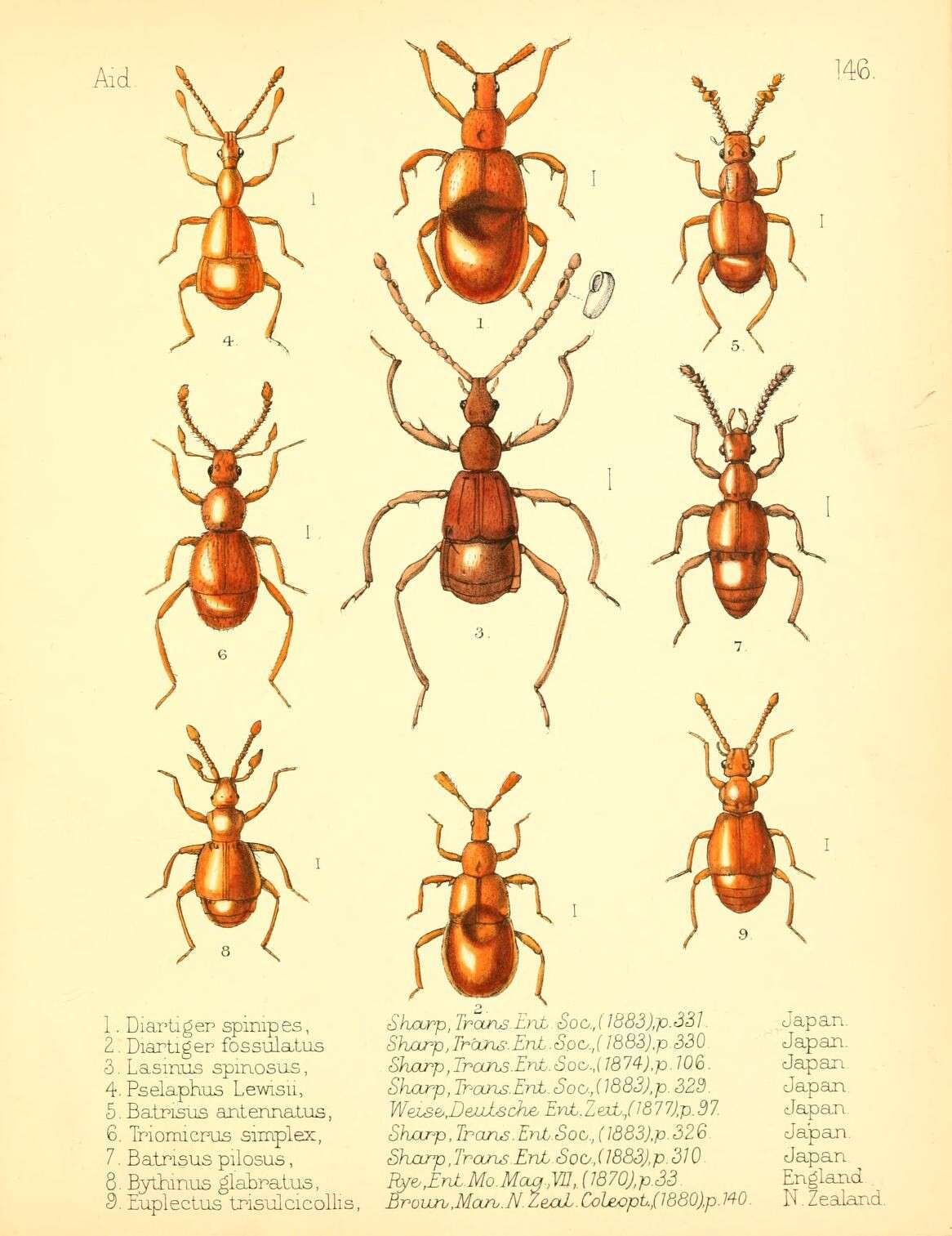 Lasinus spinosus Sharp 1874 resmi