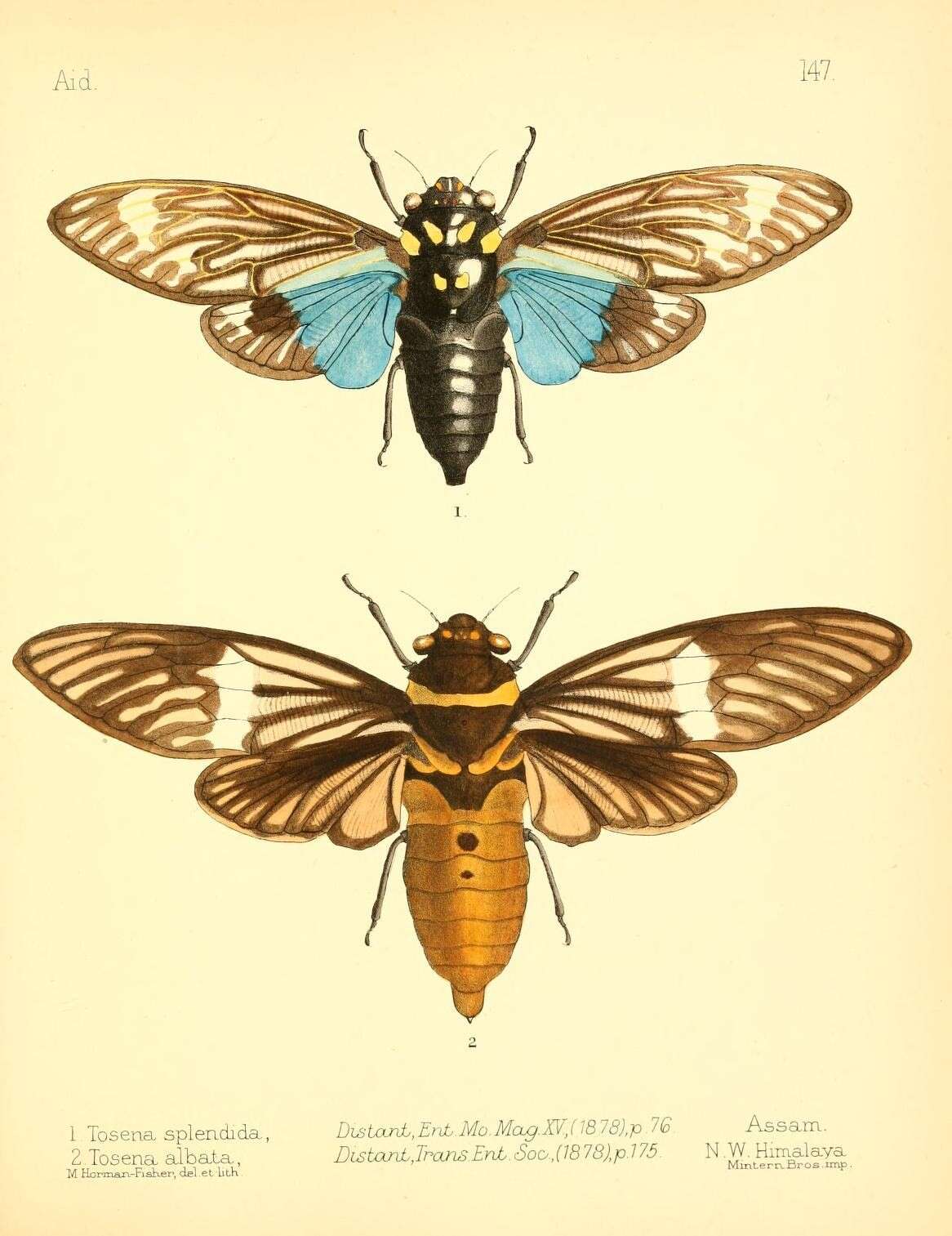 Image of Distantalna splendida (Distant 1878)