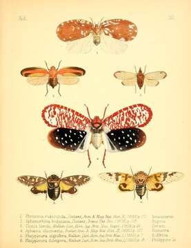 Image of Flatida rubicunda (Distant 1883)