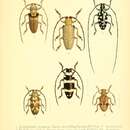 Image of Rhytiphora argus Pascoe 1867