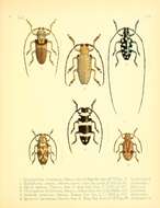 Image of Rhytiphora argus Pascoe 1867