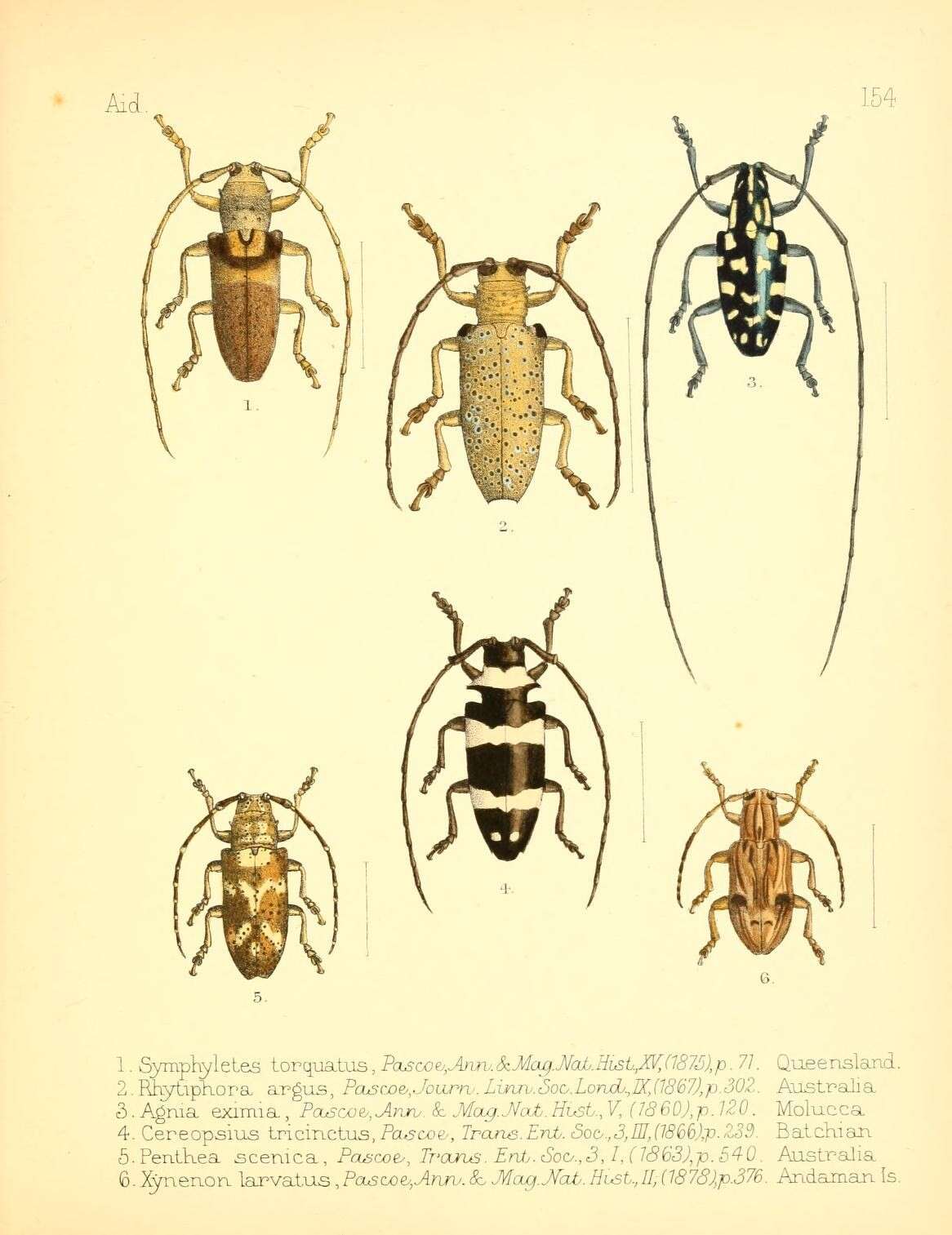 Image of Rhytiphora argus Pascoe 1867