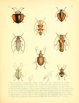 Image of Ites plagiatus Waterhouse 1880