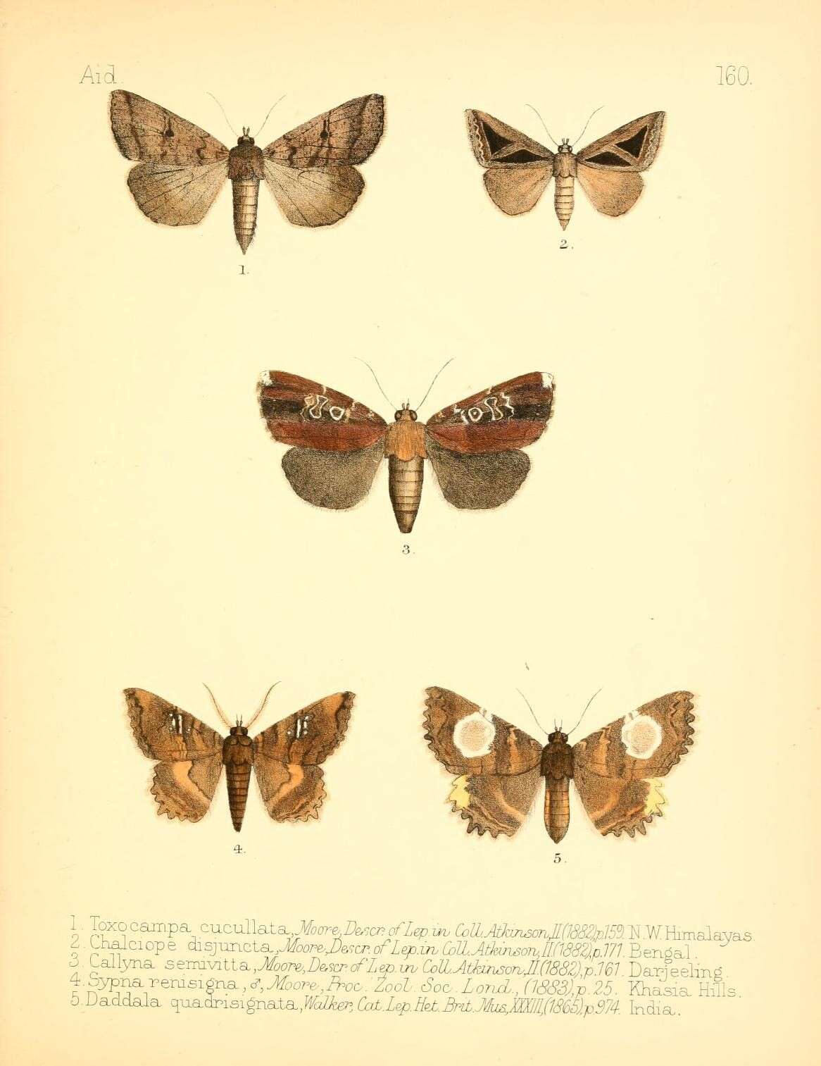 Imagem de Callyna semivitta Moore 1882