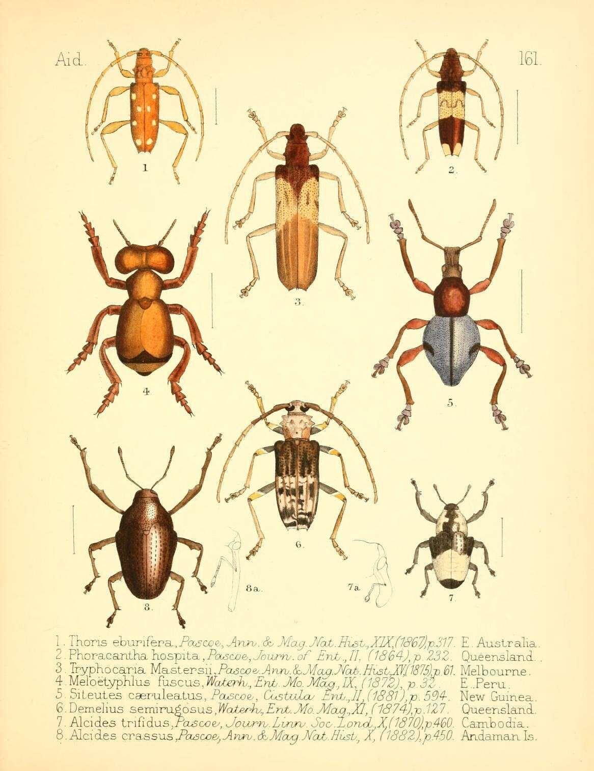 Image of Thoris eburifera Pascoe 1867