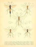 Plancia ëd Ophion dentatus Smith 1878