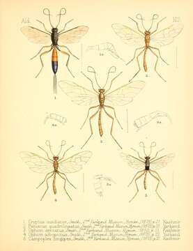 Image of Ophion dentatus Smith 1878