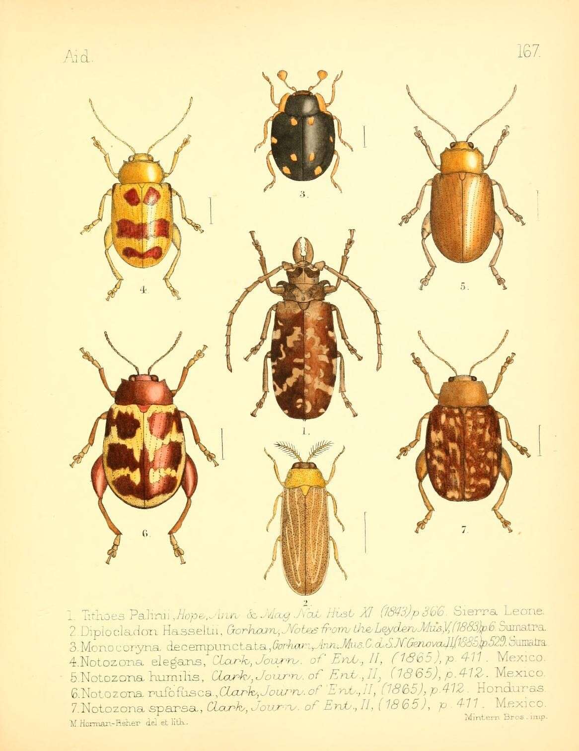 Image of Eotithoes palinii (Hope 1843)