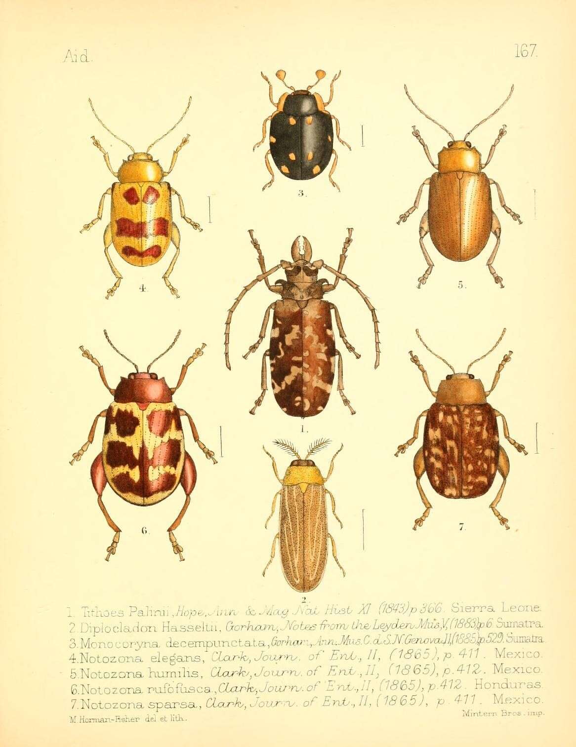 Sivun Eotithoes palinii (Hope 1843) kuva