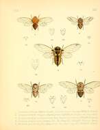 Image de Carineta fasciculata (Germar 1821)