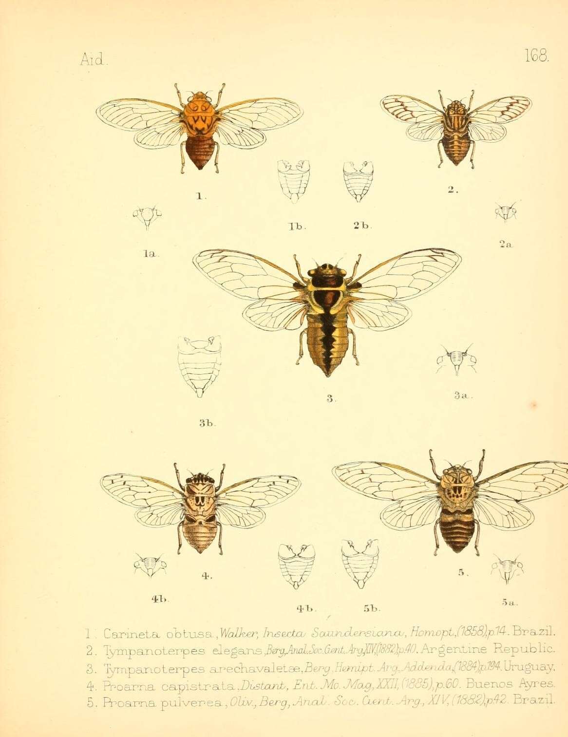 Image of Carineta fasciculata (Germar 1821)