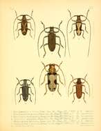Image of Monochamus (Laertochamus) x-fulvum Bates 1884