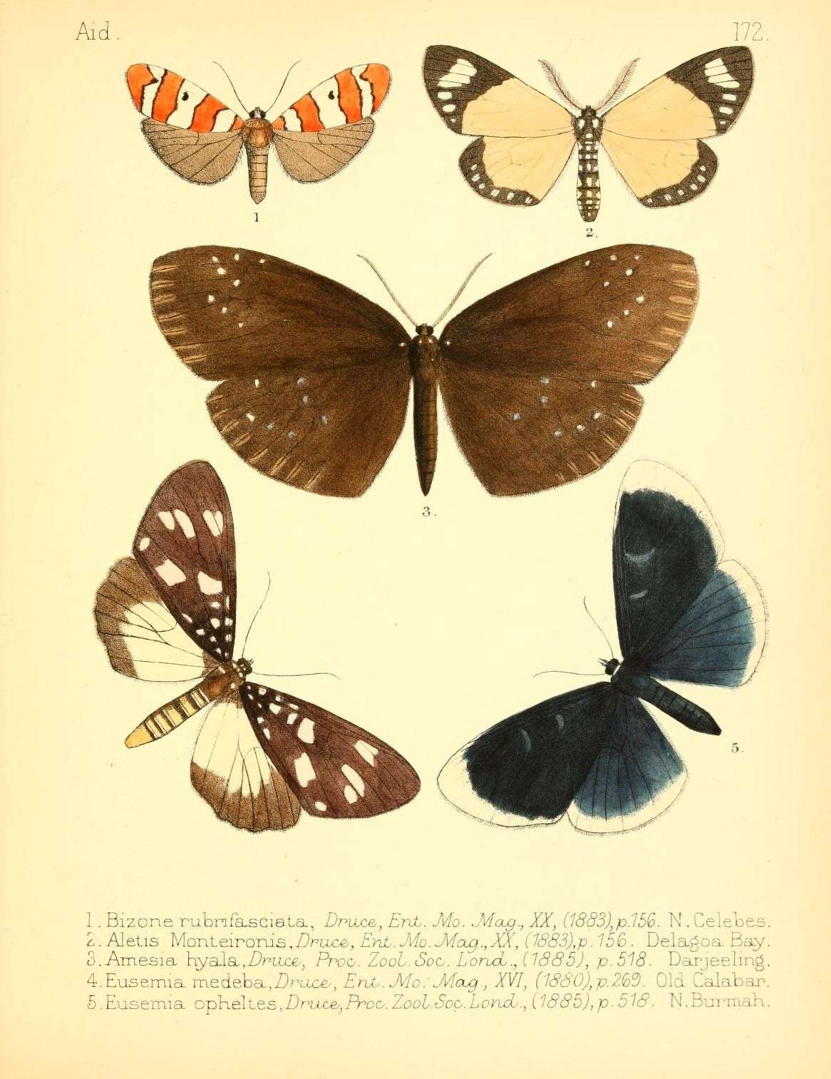 Image of Cyana rubrifasciata (Druce 1883)