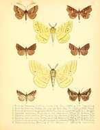 Image de Eupterote lineosa (Walker 1855)
