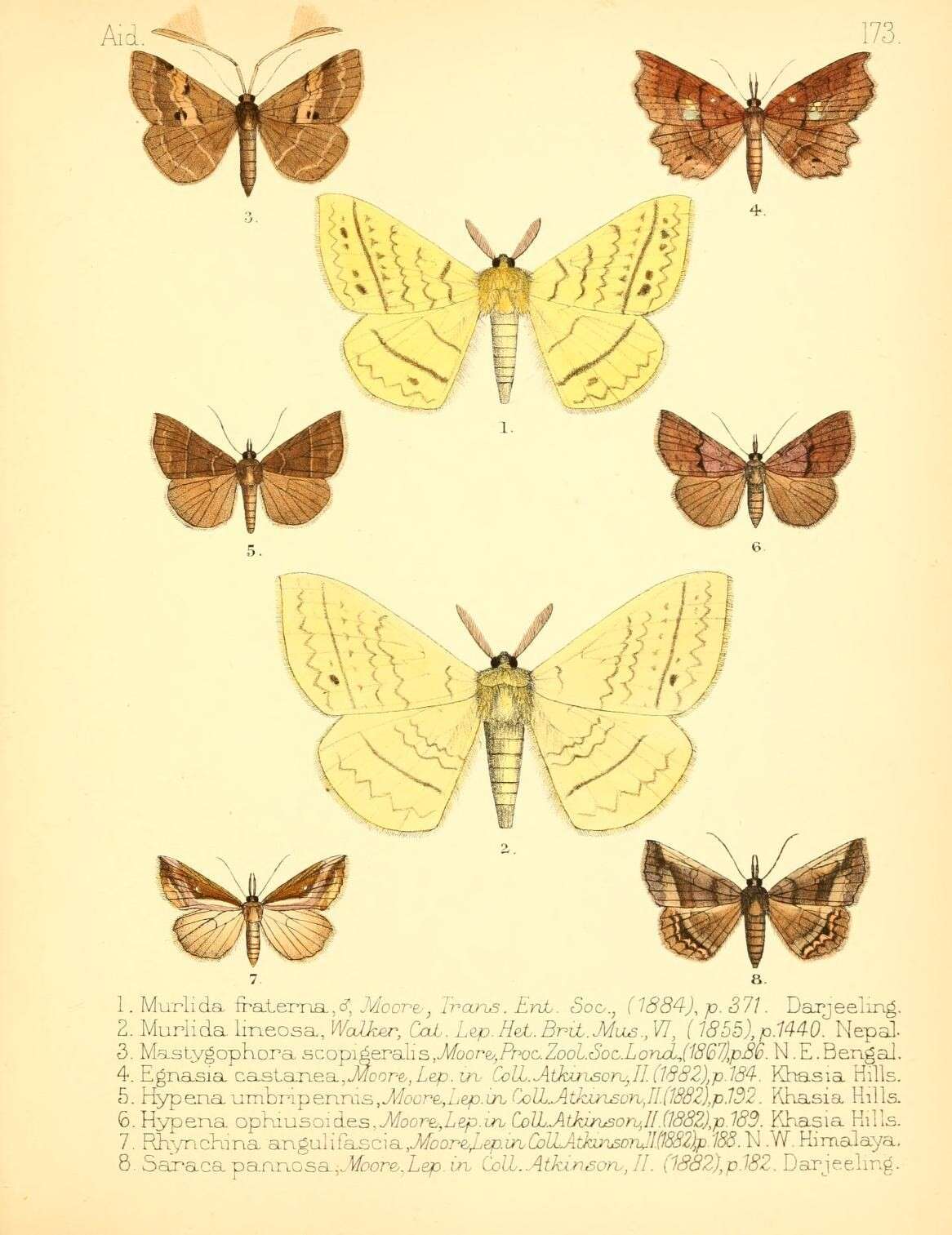 Image de Eupterote lineosa (Walker 1855)
