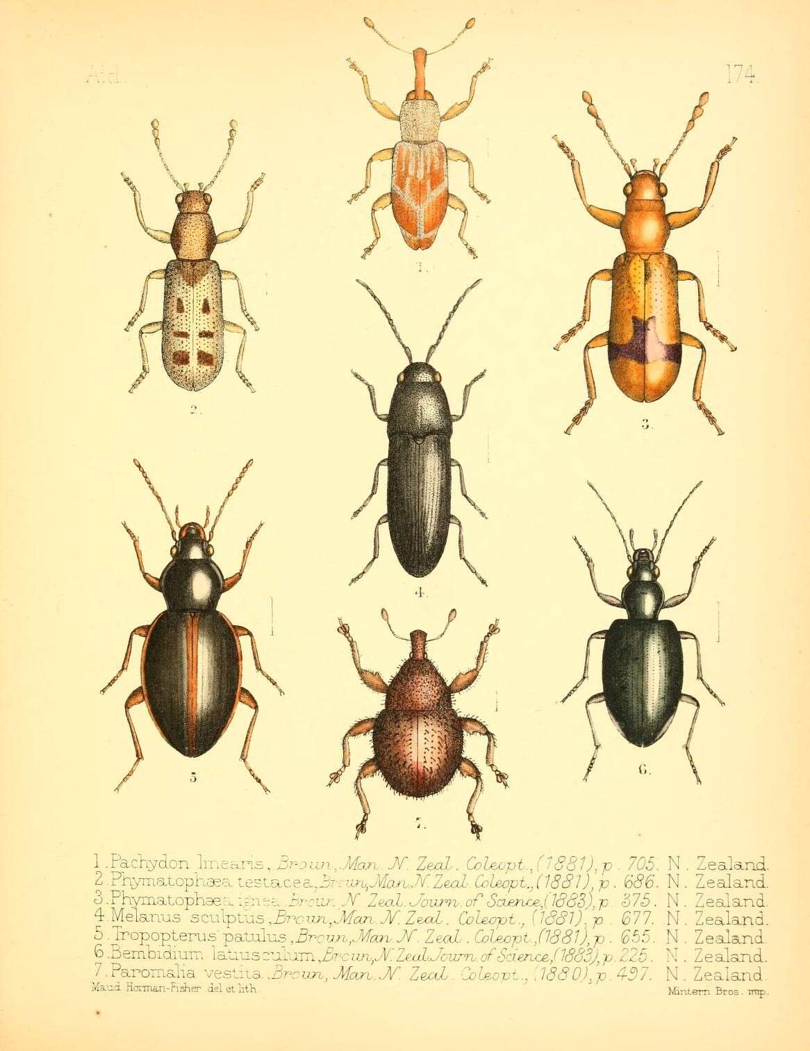 Image of Pachydon linearis Broun & T. 1881