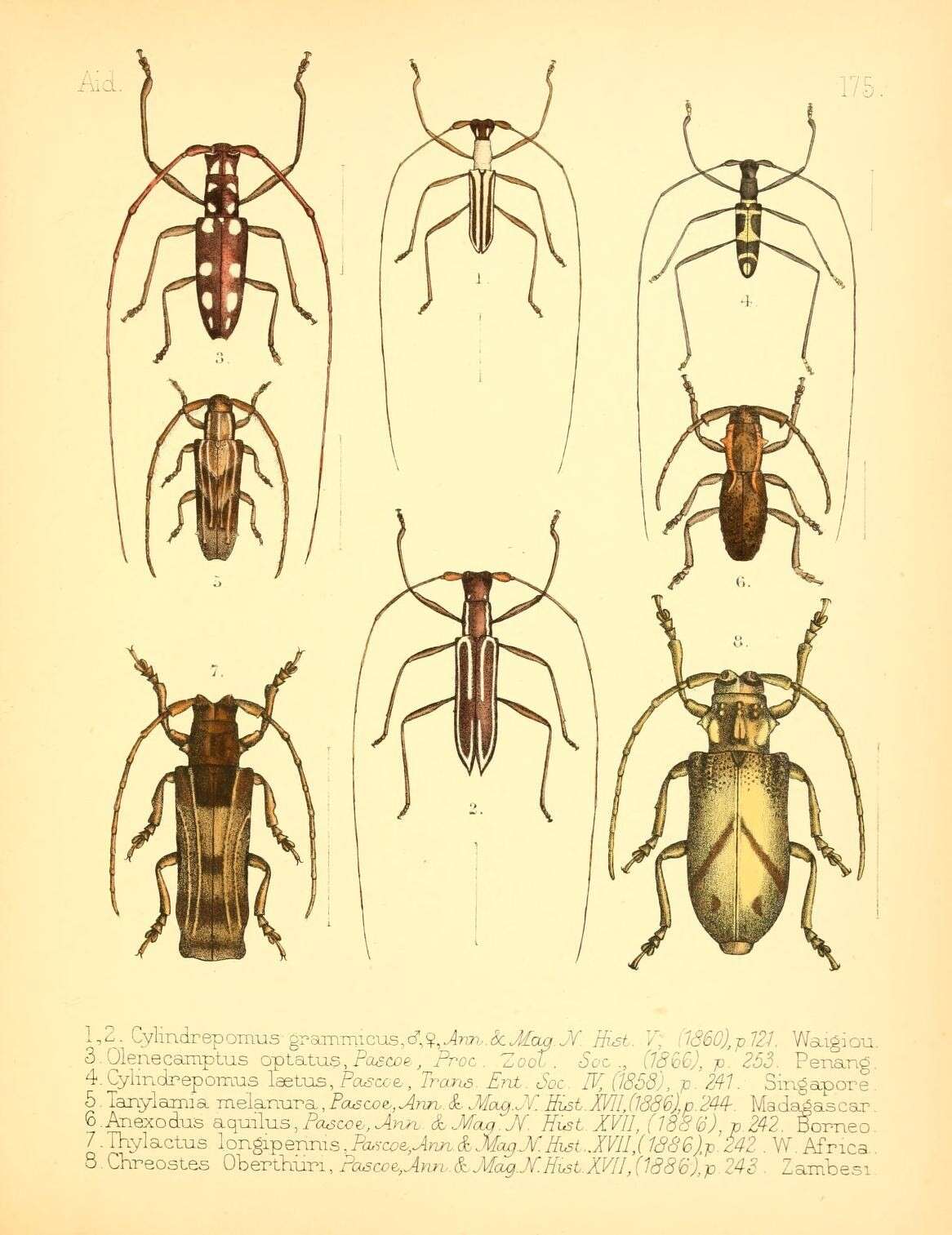 Sivun Cylindrepomus grammicus Pascoe 1860 kuva