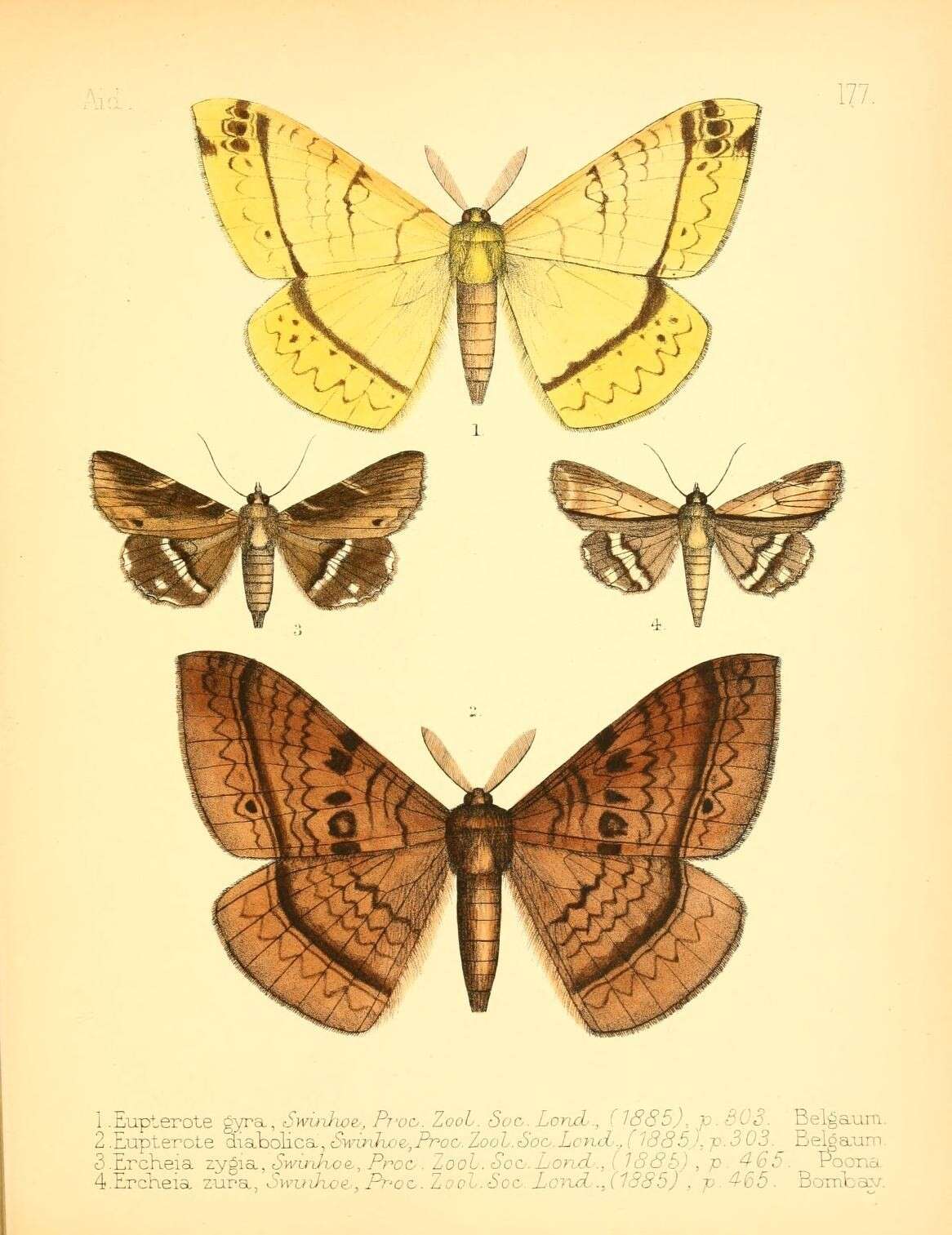 Image of Eupterote undata (Blanchard 1853)