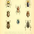 Image de Auxicerus platyceps Waterhouse 1883