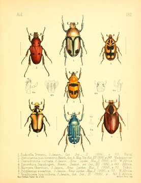 Image of Eudicella trimeni Janson 1884