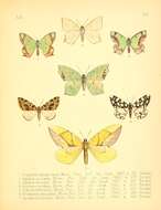Image of Agathia quinaria Moore 1867