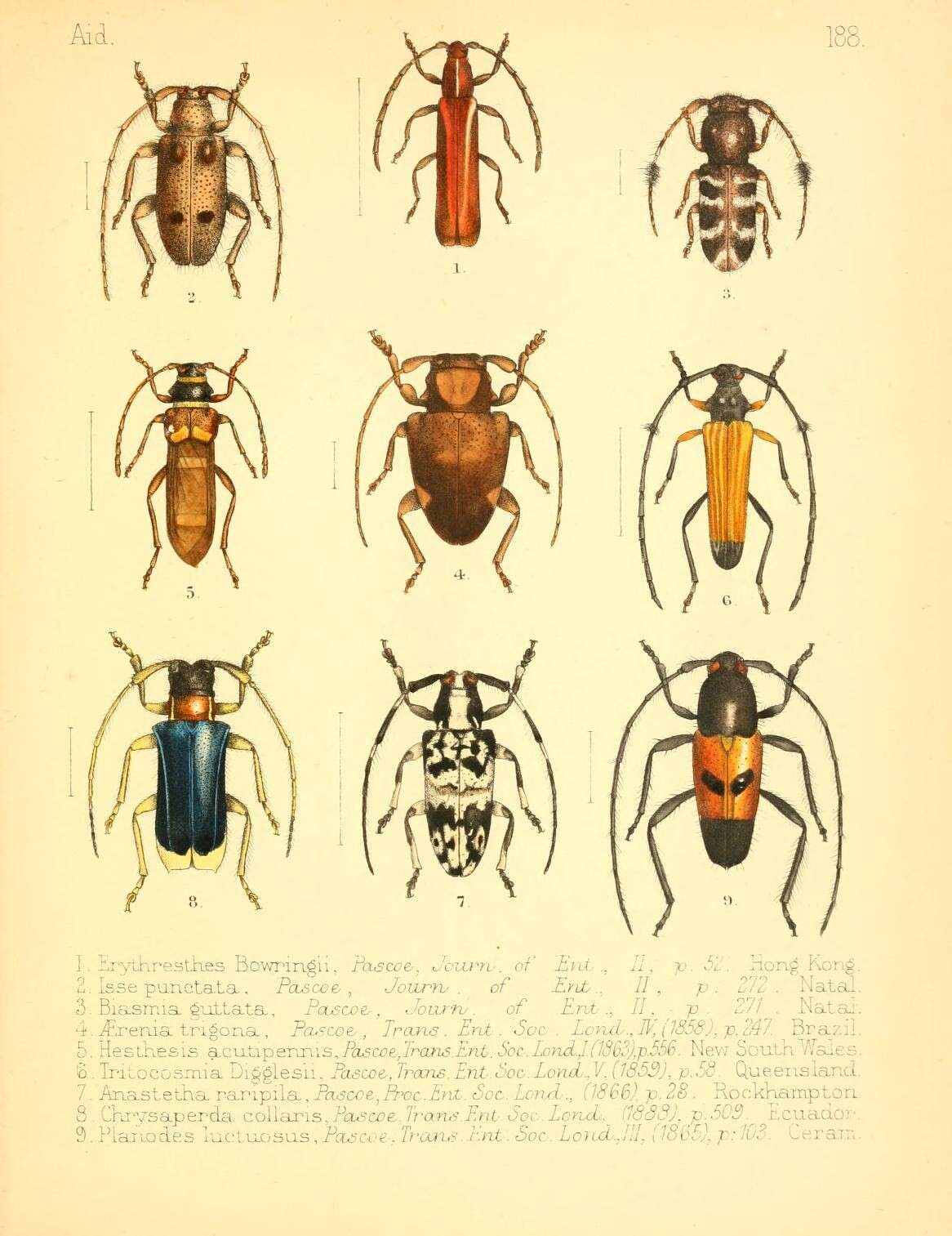 Imagem de Erythresthes bowringii (Pascoe 1863)
