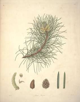 Pinus nigra subsp. laricio (Poir.) Maire resmi