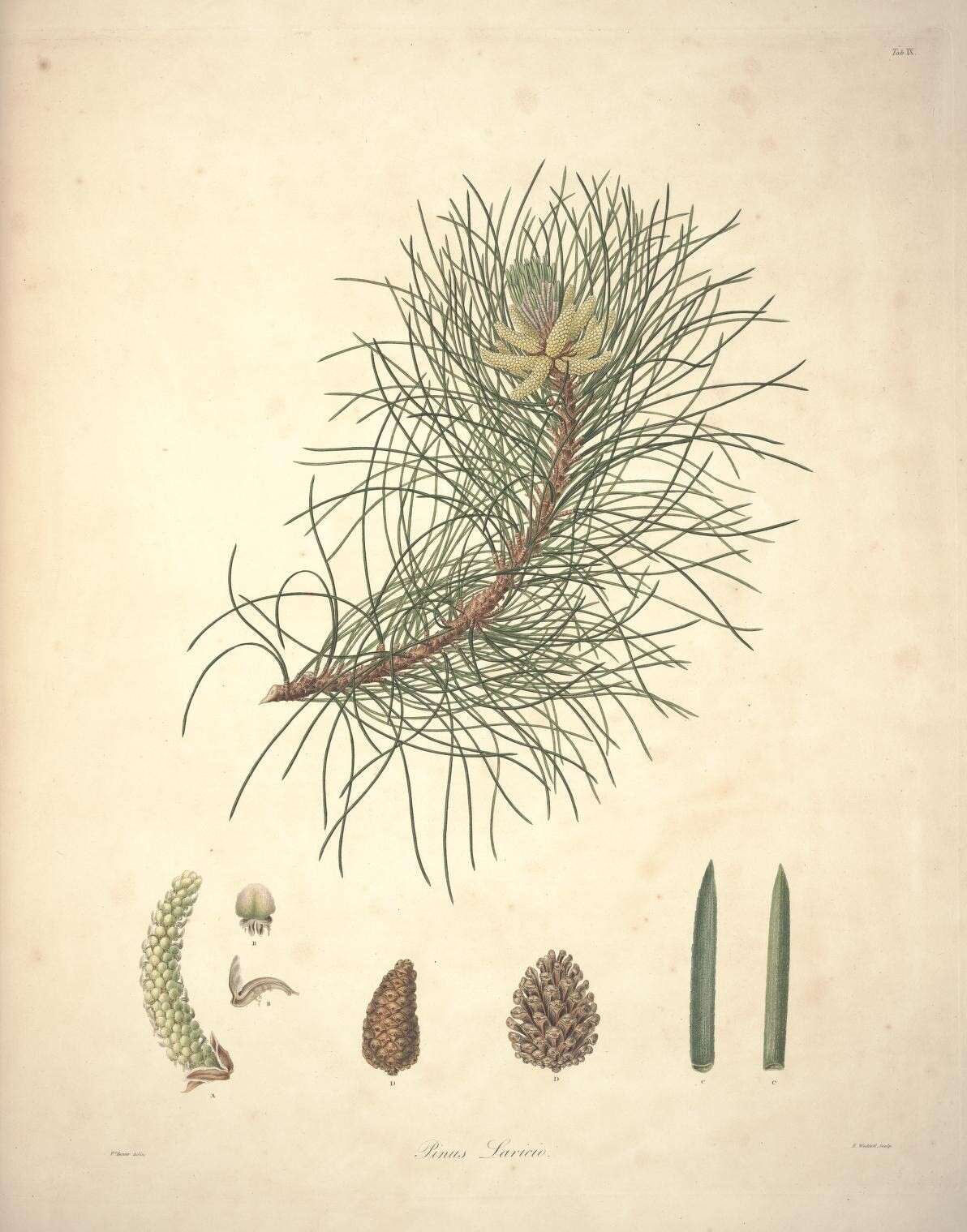 Sivun Pinus nigra subsp. laricio (Poir.) Maire kuva