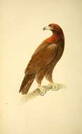 Image of creatures