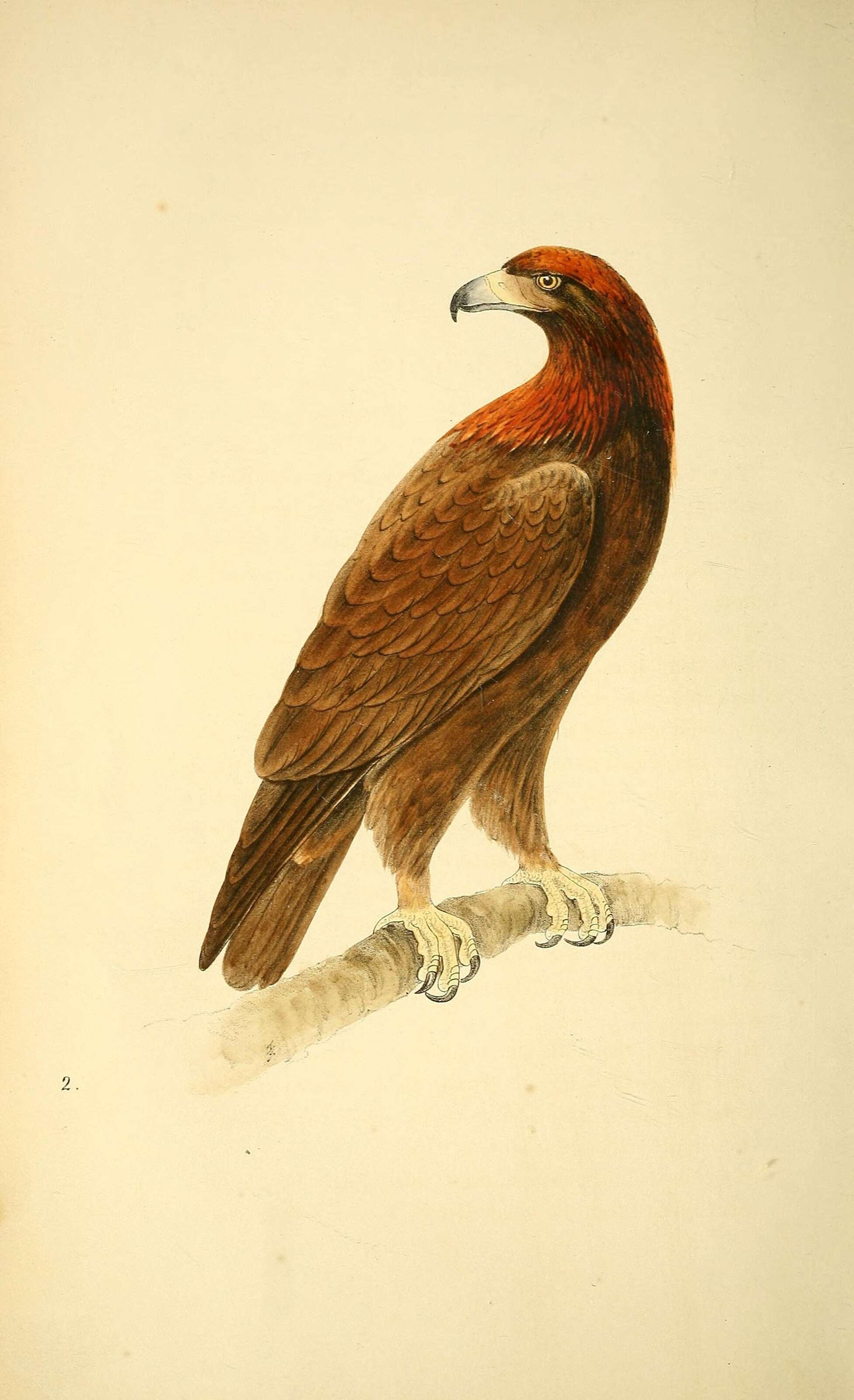 Image of creatures