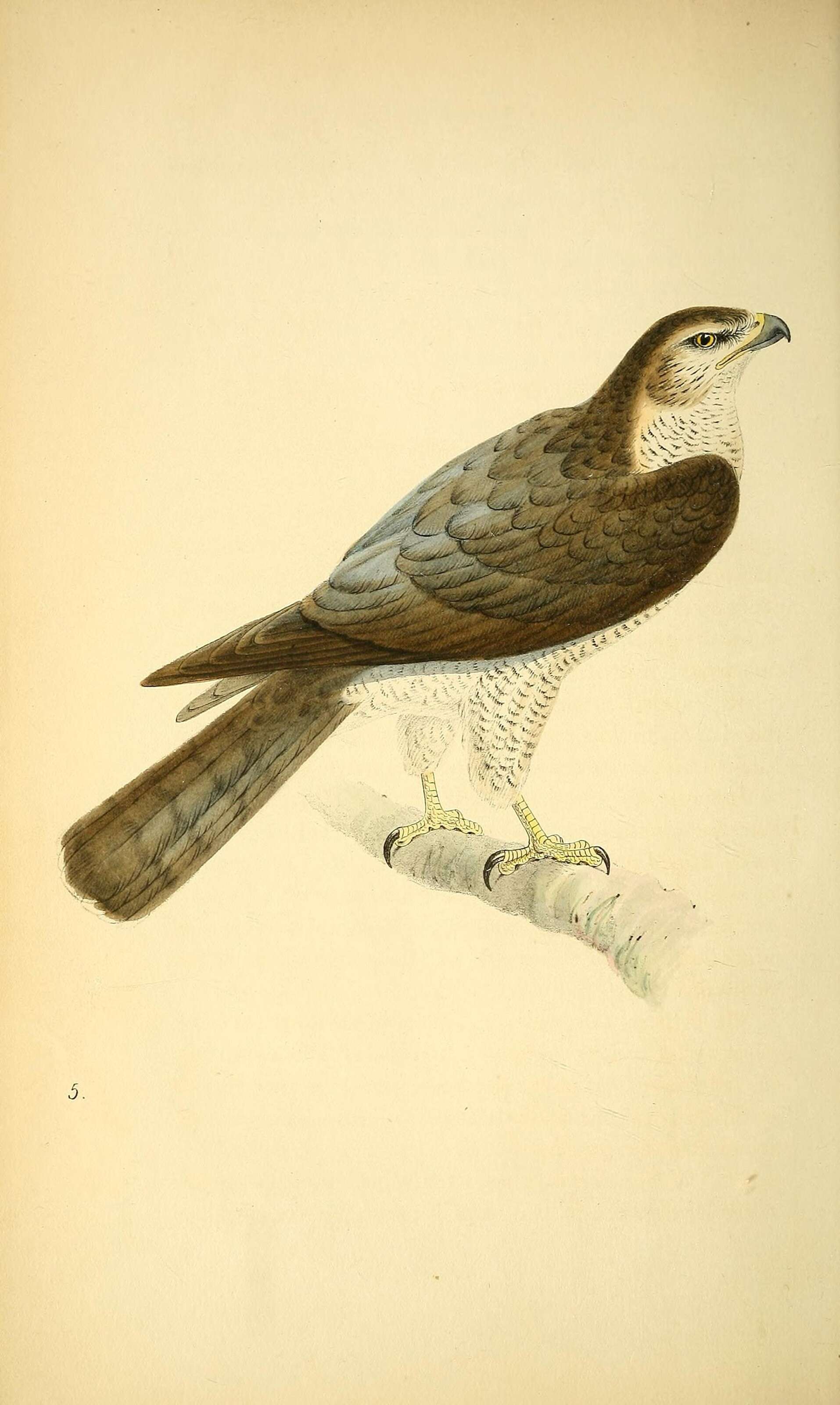 Image of Eurasian Goshawk