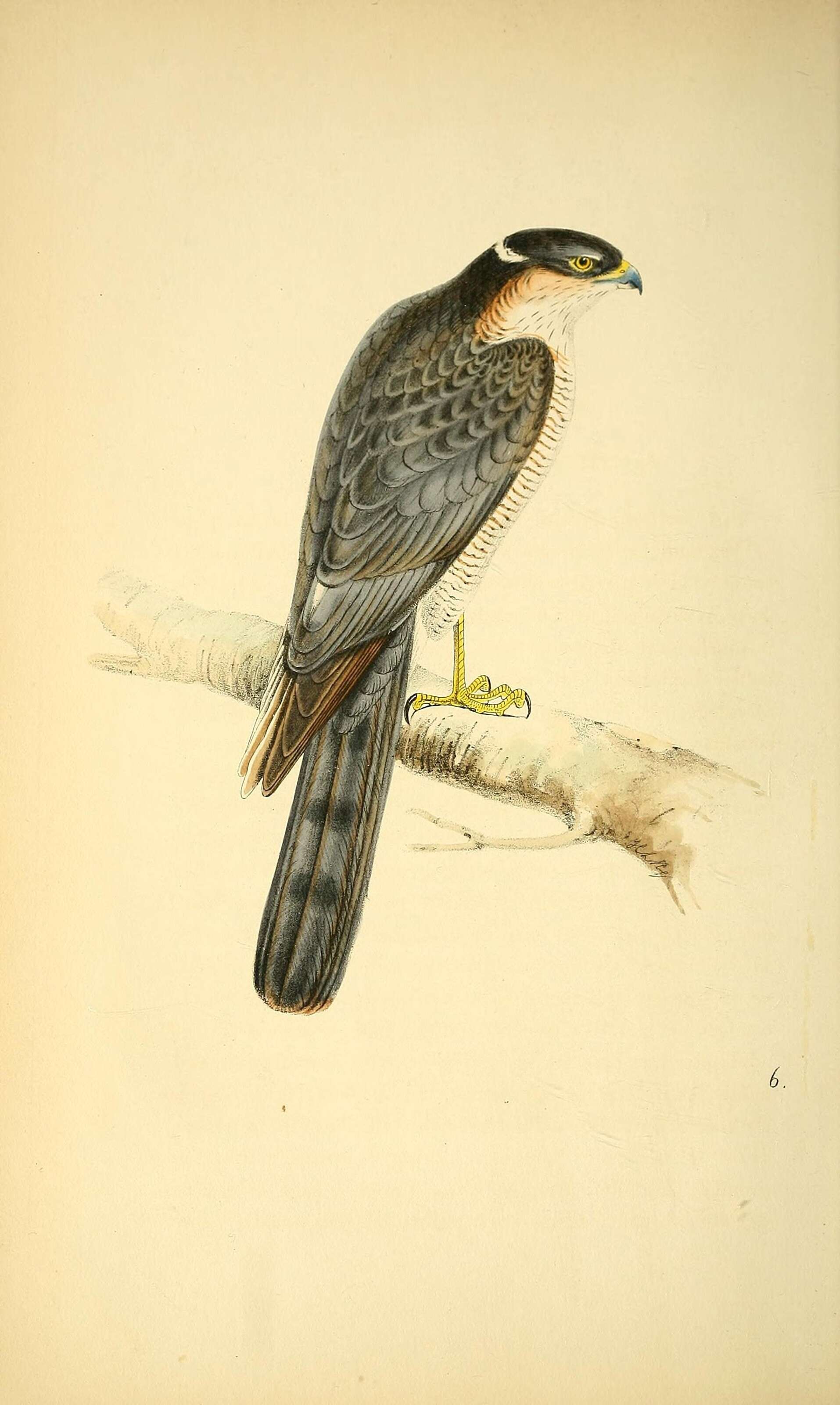 Imagem de Accipiter nisus (Linnaeus 1758)