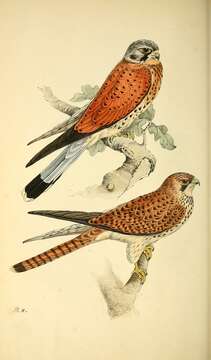 Image of kestrel, common kestrel