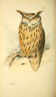 Image of Eurasian Eagle Owl