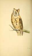 Image of Eurasian Scops Owl
