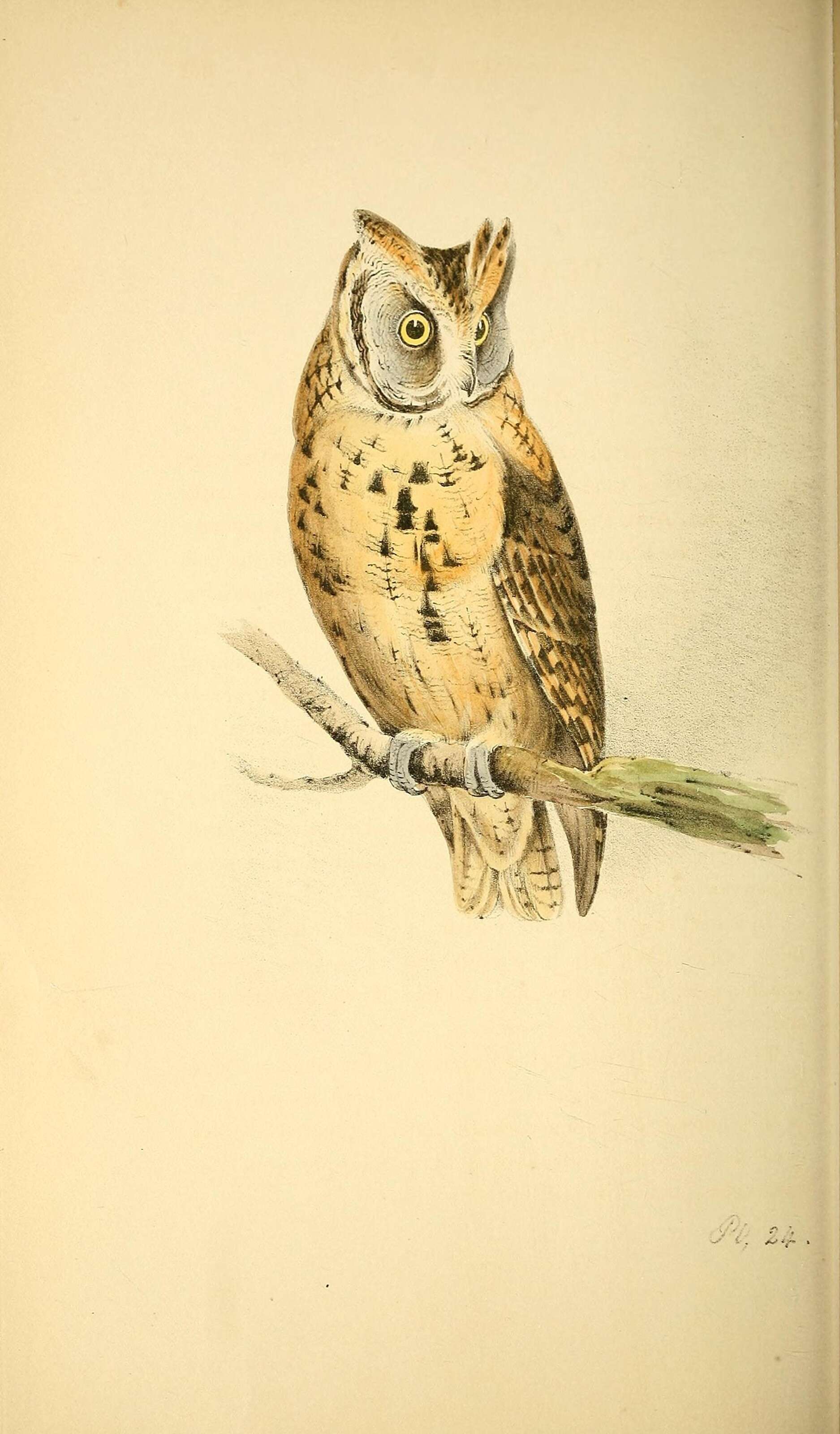 Image of Eurasian Scops Owl