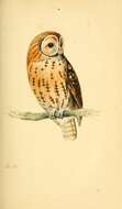 Image of Tawny Owl