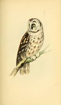 Image of Boreal Owl